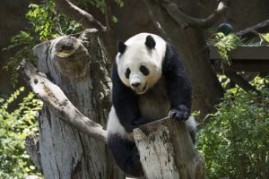 Čína bojuje za záchranu pand